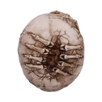 Nemesis Now Officially Licensed James Ryman Breaking Out Skull Skeleton Ornament 20cm